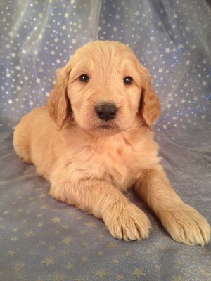Male Goledendoodle Puppy for sale $750 Iowa Breeder| Goldendoodle Puppy #6